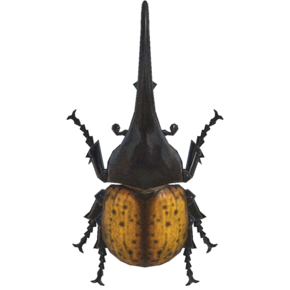 Escarabajo Astado Hércules (New Horizons).png