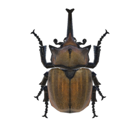 Escarabajo Astado Elefante (New Horizons).png