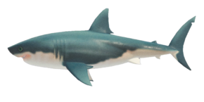 Tiburón Blanco.png