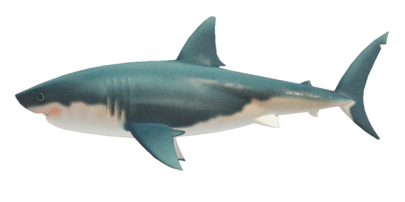 Archivo:Tiburón Blanco.png