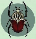 Escarabajo Goliat CF.jpg