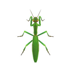 Mantis Religiosa (New Horizons).png