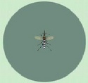 Mosquito CF.jpg
