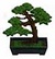 Pino bonsai (PA!).jpg