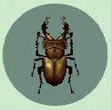 Escarabajo Miyama CF.jpg