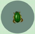 Escarabajo Nadador CF.jpg