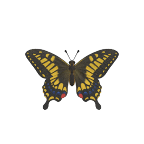 Mariposa Tigre (New Horizons).png