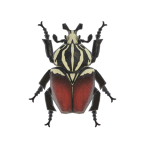 Escarabajo Goliat (New Horizons).png