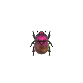 Escarabajo geotrúpido (New Horizons).png