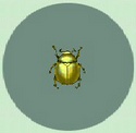 Escarabajo Oro CF.jpg