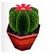Cactus redondo (PA!).jpg