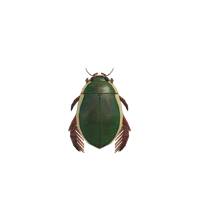 Escarabajo Nadador (New Horizons).png