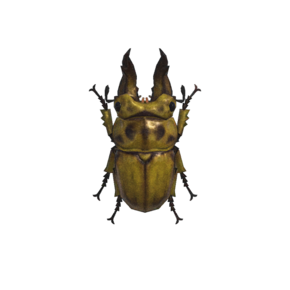 Escarabajo Ciervo Tornasol (New Horizons).png