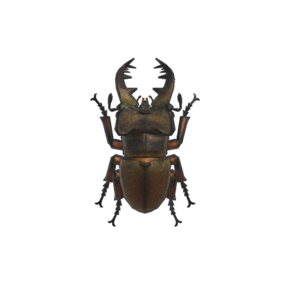 Escarabajo Miyama (New Horizons).png