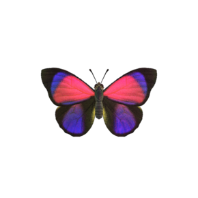 Mariposa narciso NH.png