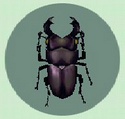 Gran Escarabajo CF.jpg