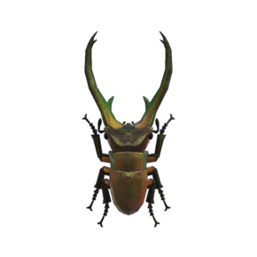 Escarabajo Cyclommatus (New Horizons).png
