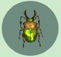 Escarabajo Ciervo Arcoíris CF.jpg