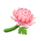 Crisantemo rosa (New Horizons).png