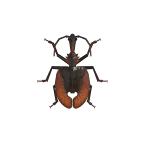 Escarabajo Violín (New Horizons).png