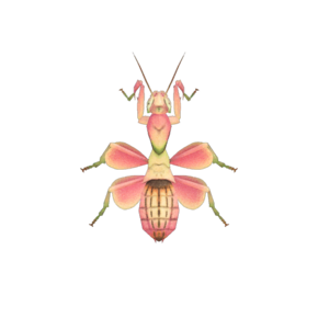 Mantis Orquídea (New Horizons).png