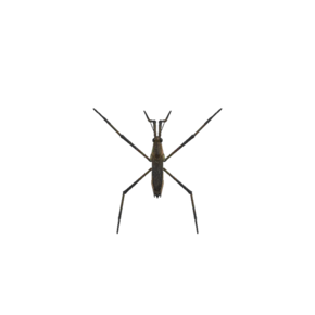 Escarabajo nadador (New Horizons).png