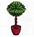 Ficus benjamina (PA!).jpg