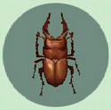 Escarabajo Alce CF.jpg