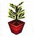 Ficus (PA!).jpg