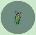 Escarabajo Joya CF.jpg