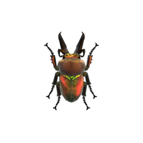 Escarabajo Ciervo Arcoiris (New Horizons).png