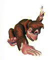 Archivo:Artwork de Palmeo en Donkey Kong Country.jpg