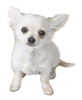 Archivo:Pegatina de Chihuahua SSBB.png