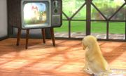 Un Golden Retriever viendo la televisión en el escenario.
