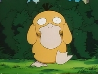 Archivo:EP049 Psyduck (3).png