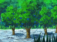 Árboles de bayas Aranja en el anime.