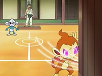 Archivo:EP537 Chimchar confuso.png