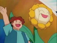 EP137 Sunflora gigante.png