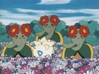 Archivo:EP182 Togepi con Bellossom.png