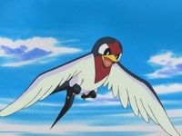 Archivo:EP333 Taillow.png