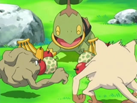 Turtwig ayudando a los Pokémon.