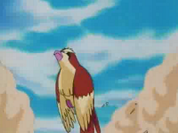 Pidgey salvaje usando ataque arena.