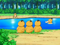 Archivo:EP556 Psyduck (5).png