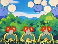 Archivo:EP260 Jumpluff y Bellossom.png