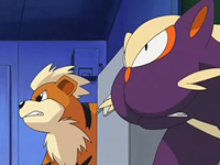 Archivo:EP565 Growlithe y Stunky.png