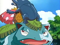 Heracross bebiendo la savia del Venusaur de Spenser/Aniceto.