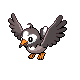 Starly DP hembra 2.png