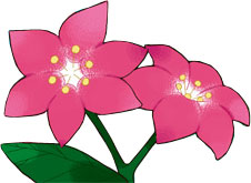 Archivo:Ilustración de una flor gracídea.jpg