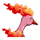 Imagen posterior de Moltres variocolor en Pokémon Oro HeartGold y Pokémon Plata SoulSilver