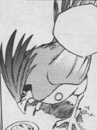 Pidgeotto en el manga El Cuento Eléctrico de Pikachu.